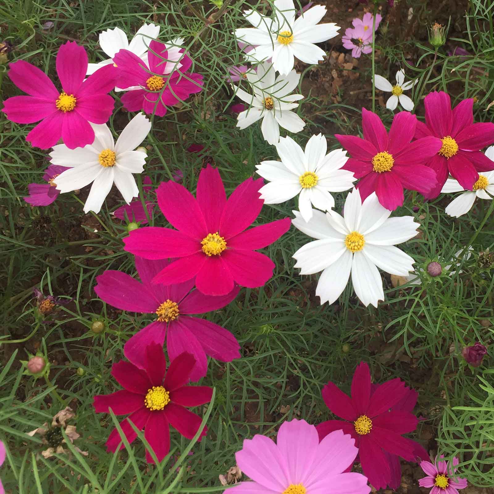 Hot pink and white cosmos flowers blooming in a sunny open garden setting.