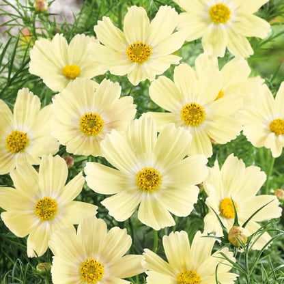 Soft yellow cosmos lemonade flowers blooming against a blurred green background.