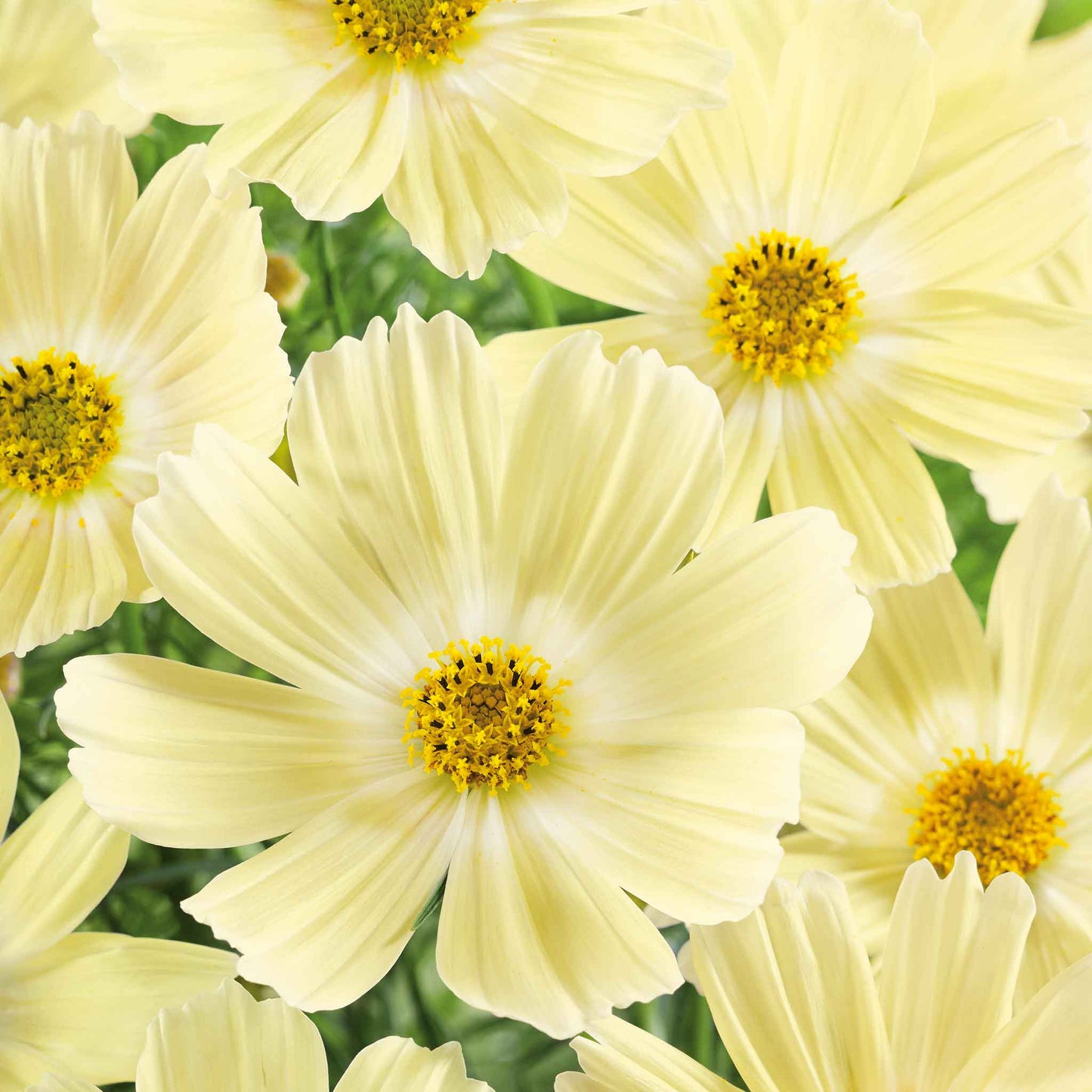 Creamy yellow cosmos lemonade flowers in full bloom against a blurred green background.