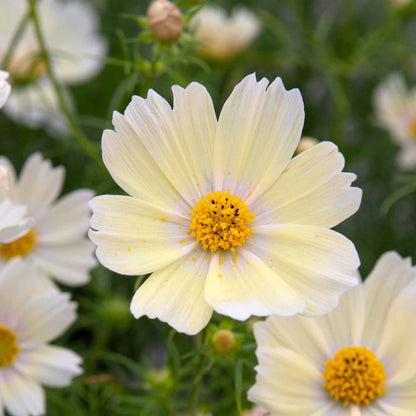 Pale yellow cosmos lemonade flower with yellow center against a blurred green background.