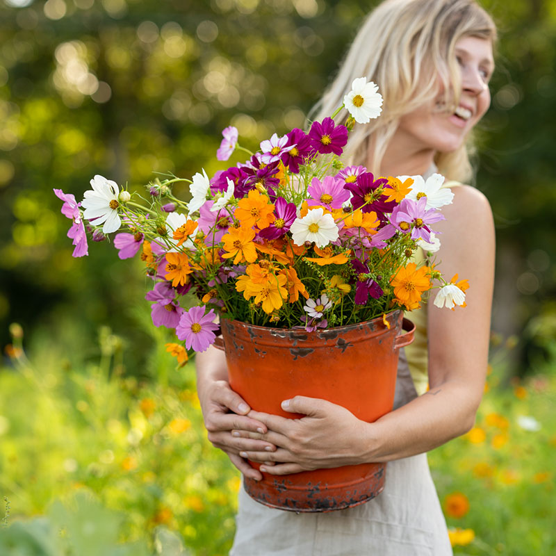 Colorful cosmos mix flowers in pink and orange held in a bunch in a sunny garden.