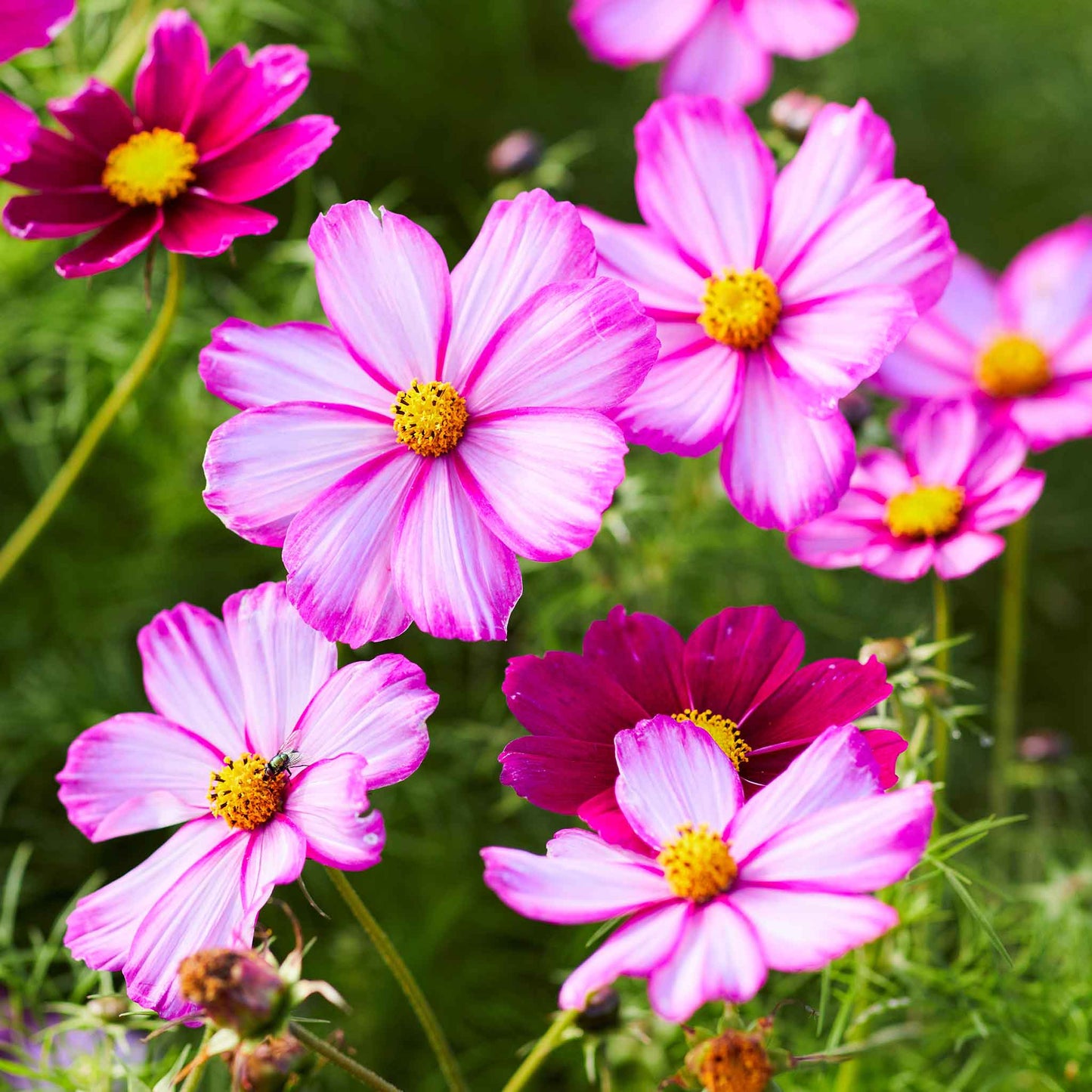 White cosmos picotee flowers with pink edges blooming against a blurred green background.