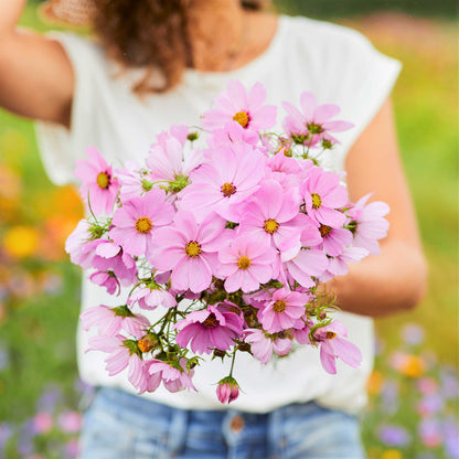 Bright pink cosmos pinkie flowers held in a bunch against a sunny outdoor background.