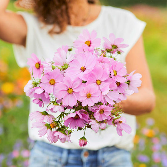 Bright pink cosmos pinkie flowers held in a bunch against a sunny outdoor background.