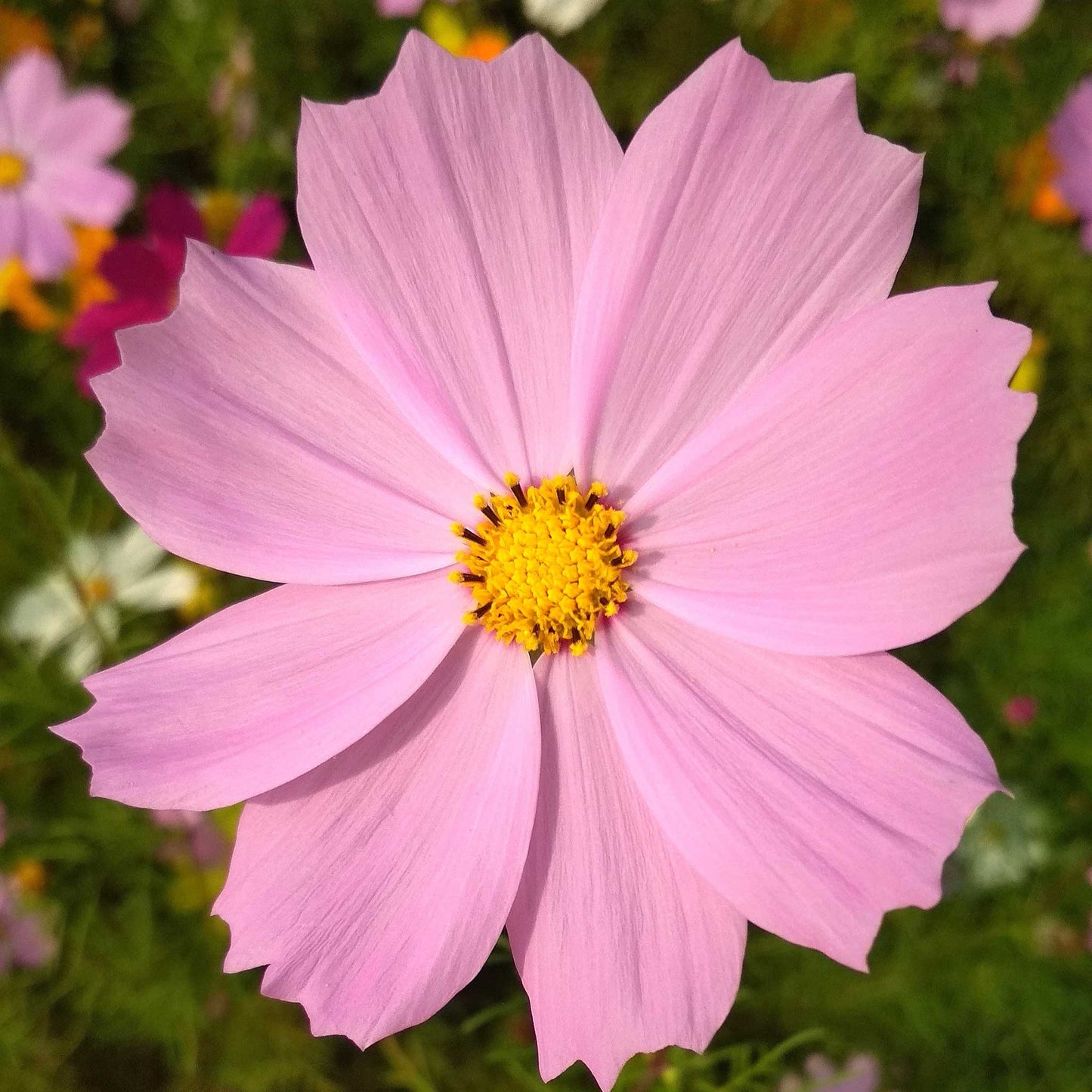 Pink cosmos pinkie flower with yellow center against a soft blurred green background.