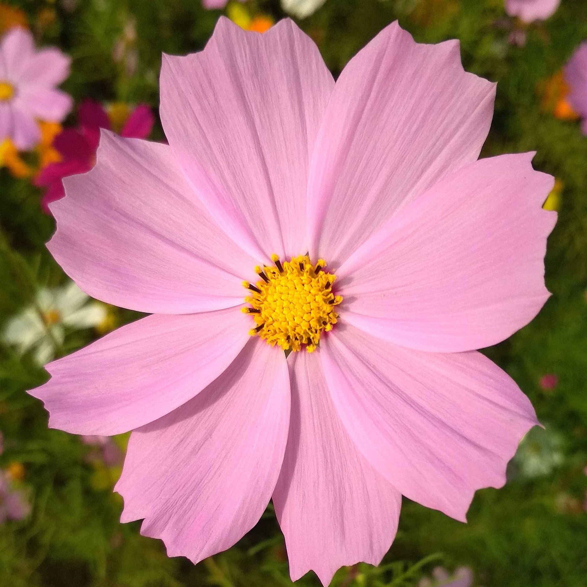 Pink cosmos pinkie flower with yellow center against a soft blurred green background.