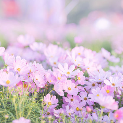 Vibrant pink cosmos pinkie flowers in a colorful mixed garden setting.