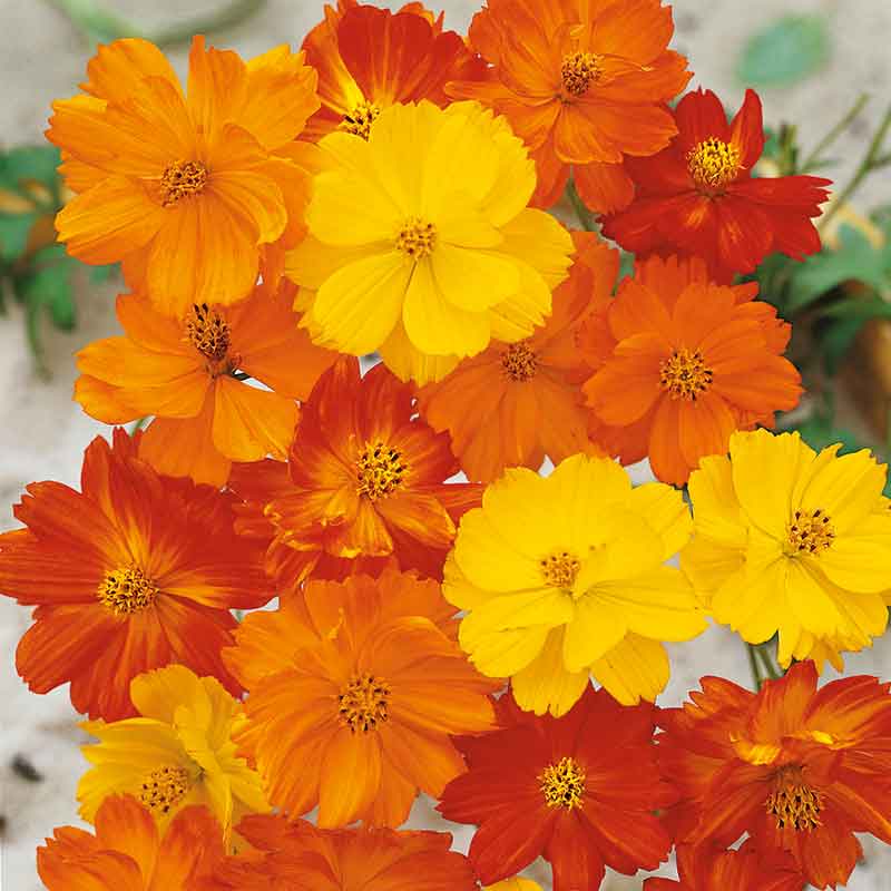 Red, orange, and yellow cosmos polidor mix flowers in a bright garden setting.