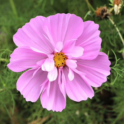 Pink comos flower from the psyche mix with a yellow center on a green background