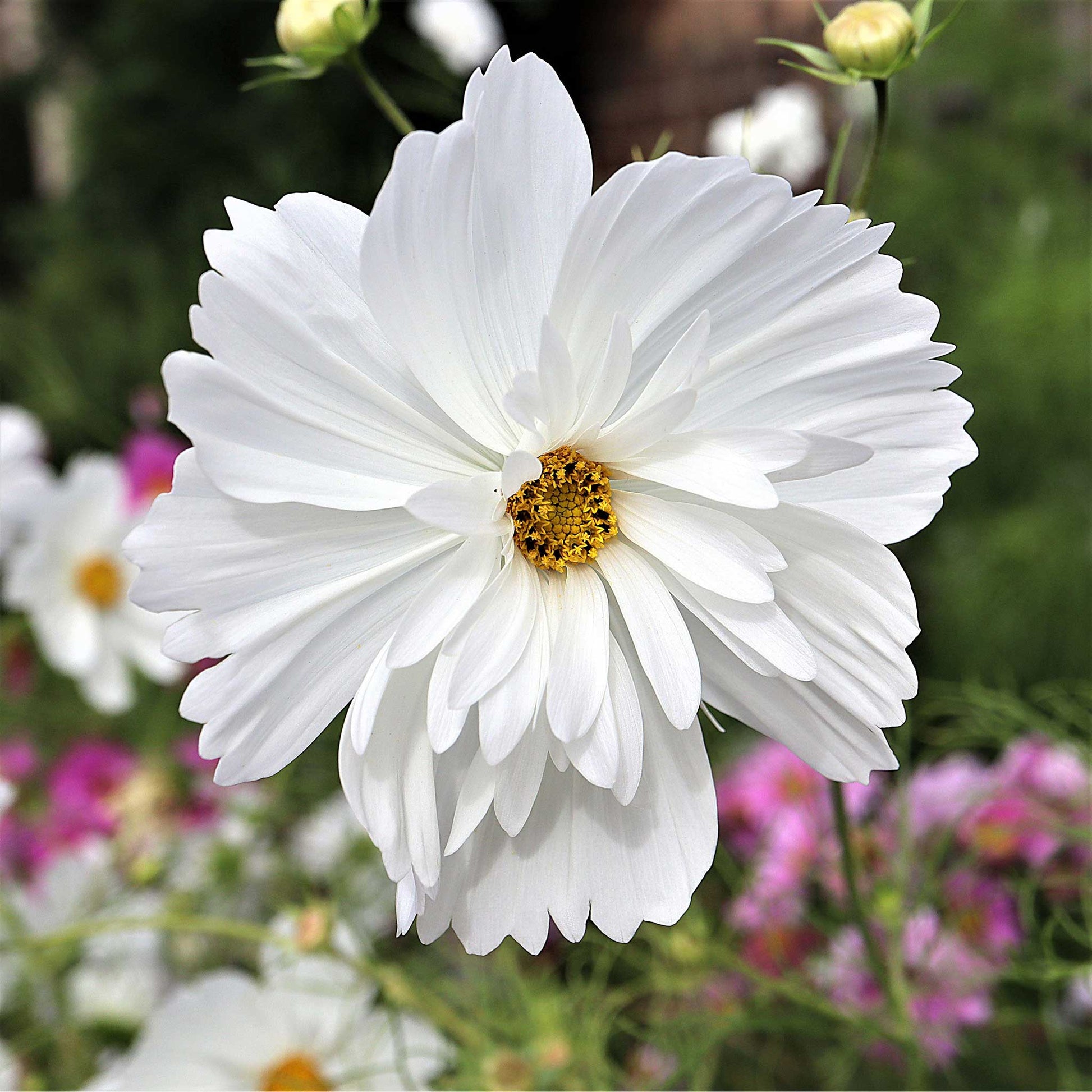 White comos flower from the psyche mix with a yellow center on a green background