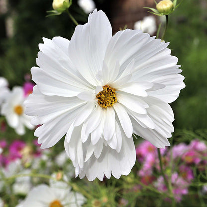White comos flower from the psyche mix with a yellow center on a green background