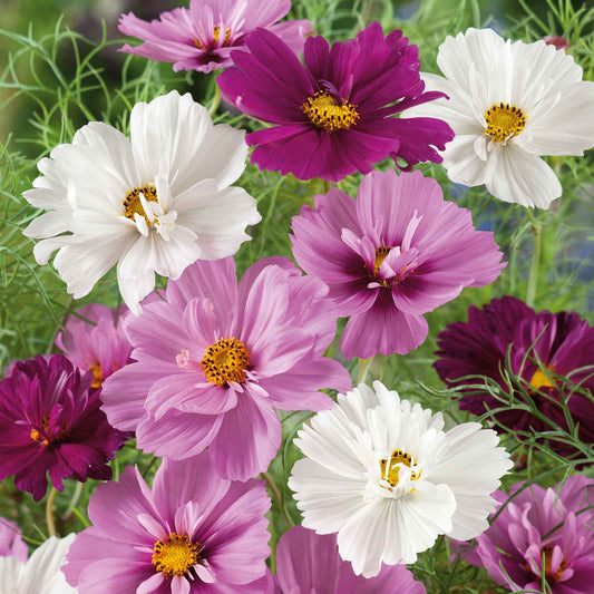 Psyche Mix cosmos blooms in white, blush pink and magenta with golden yellow centers