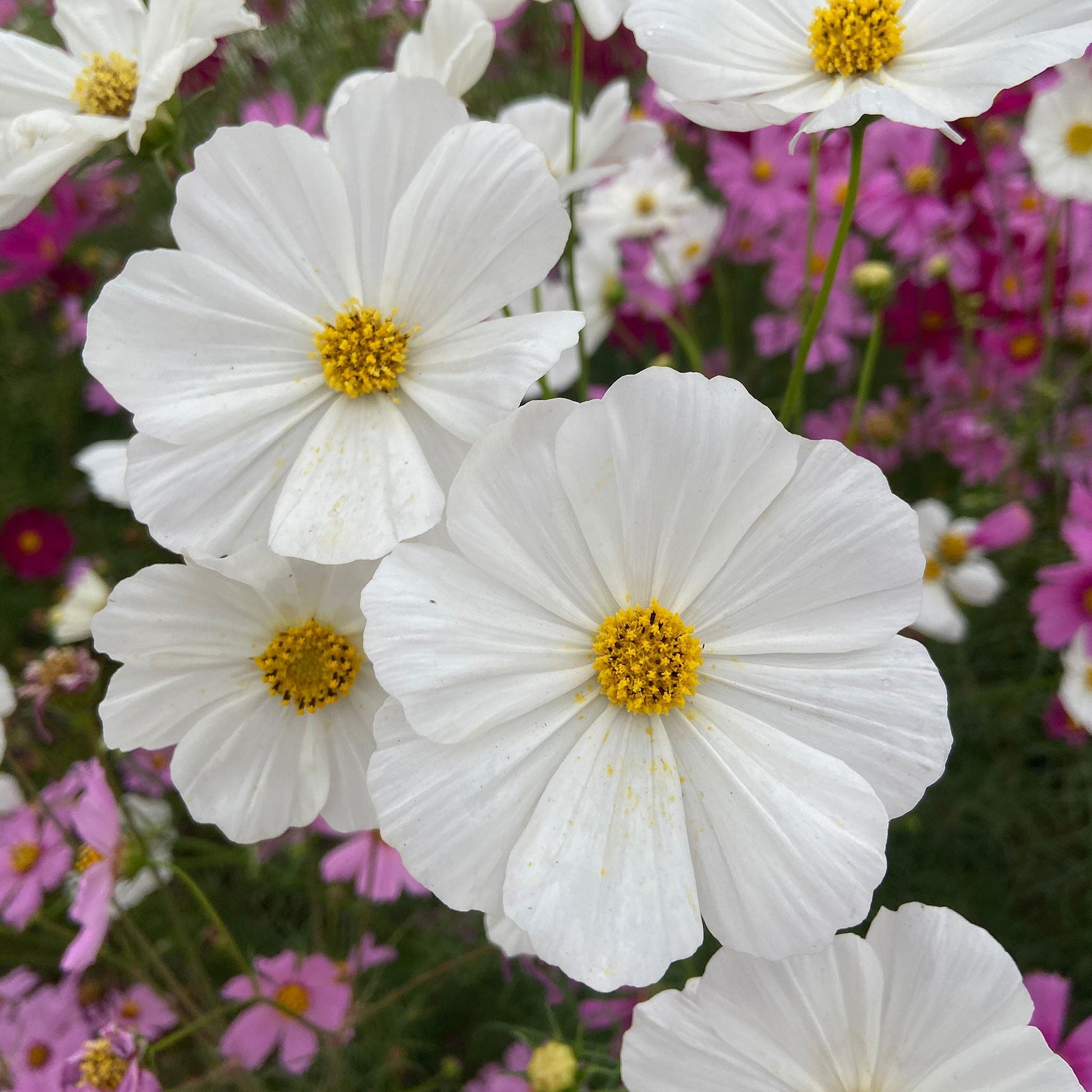 White cosmos purity flowers with yellow centers against a blurred green background.