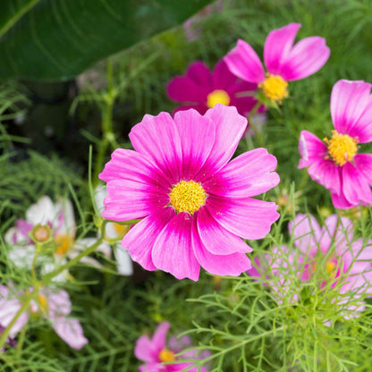 Pink and white cosmos radiance flowers with yellow centers in a sunny garden.