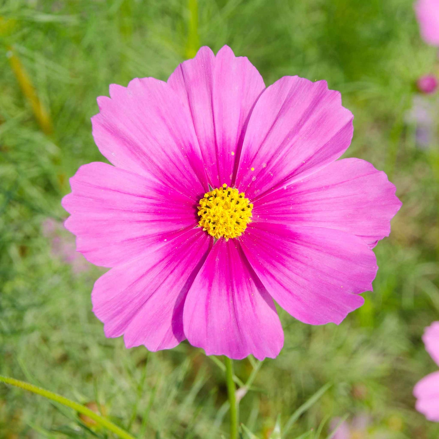 Bright pink cosmos radiance flower with yellow center against a blurred green background.