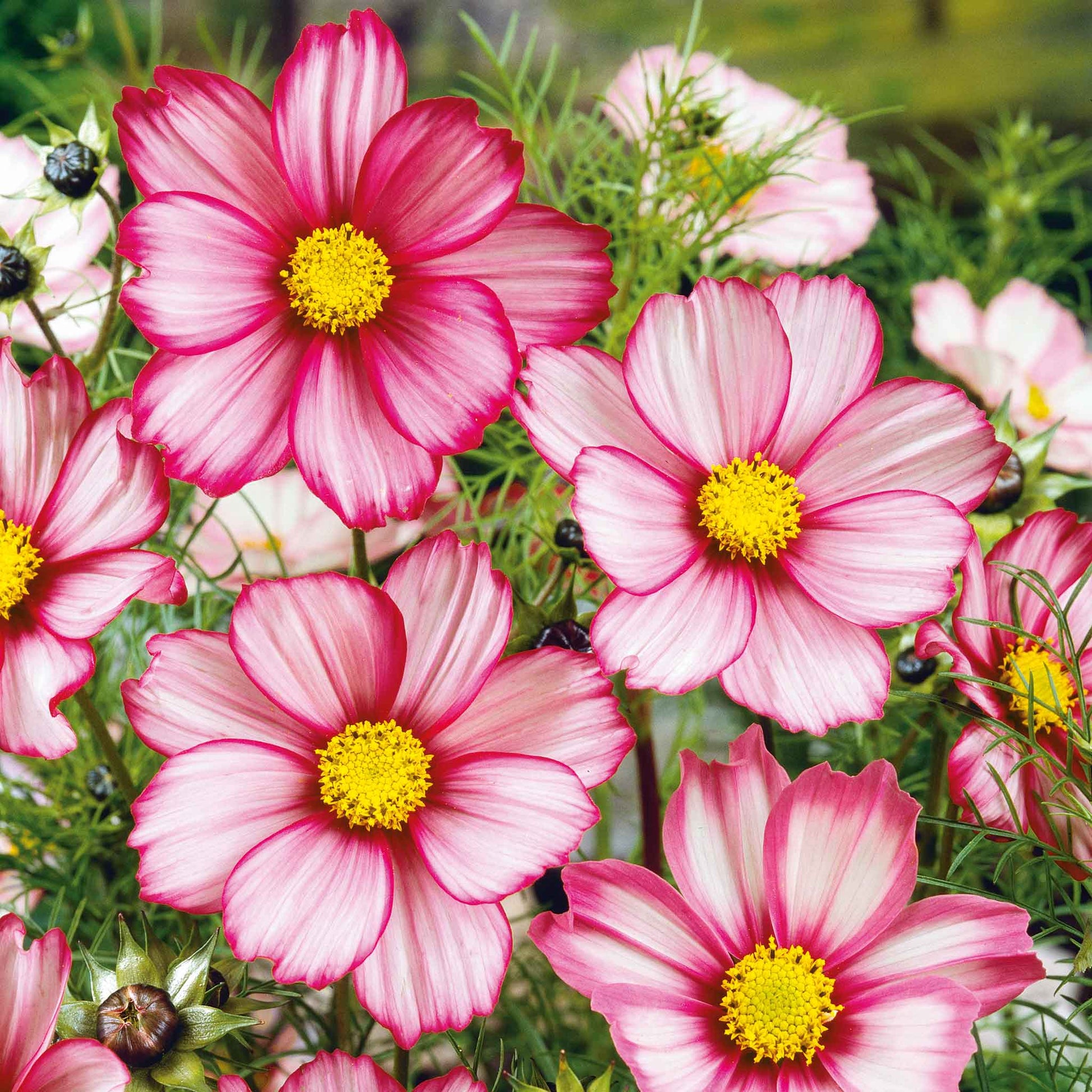 White cosmos red stripe flowers with red-edged petals against a blurred green background.