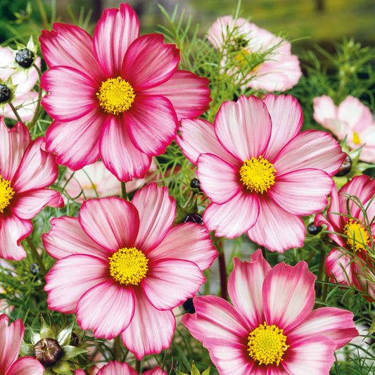 White cosmos red stripe flowers with red-edged petals against a blurred green background.