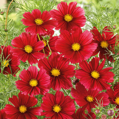 Deep red cosmos rubenza flowers with yellow centers growing in a green garden.