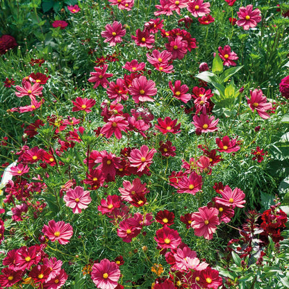 Deep red cosmos rubenza flowers with yellow centers growing in a green garden.