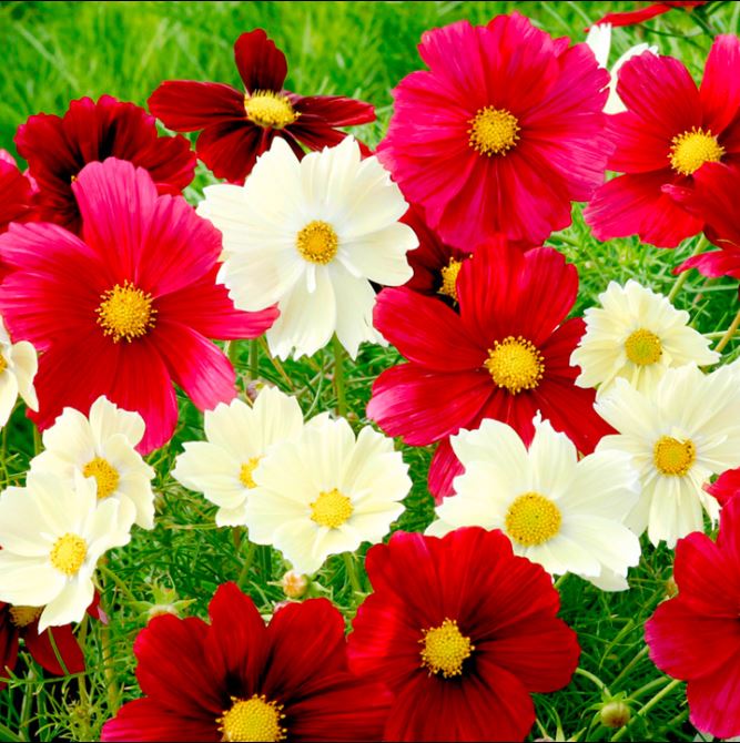 Red and yellow cosmos rubies in sunshine mix flowers in a bright garden setting.