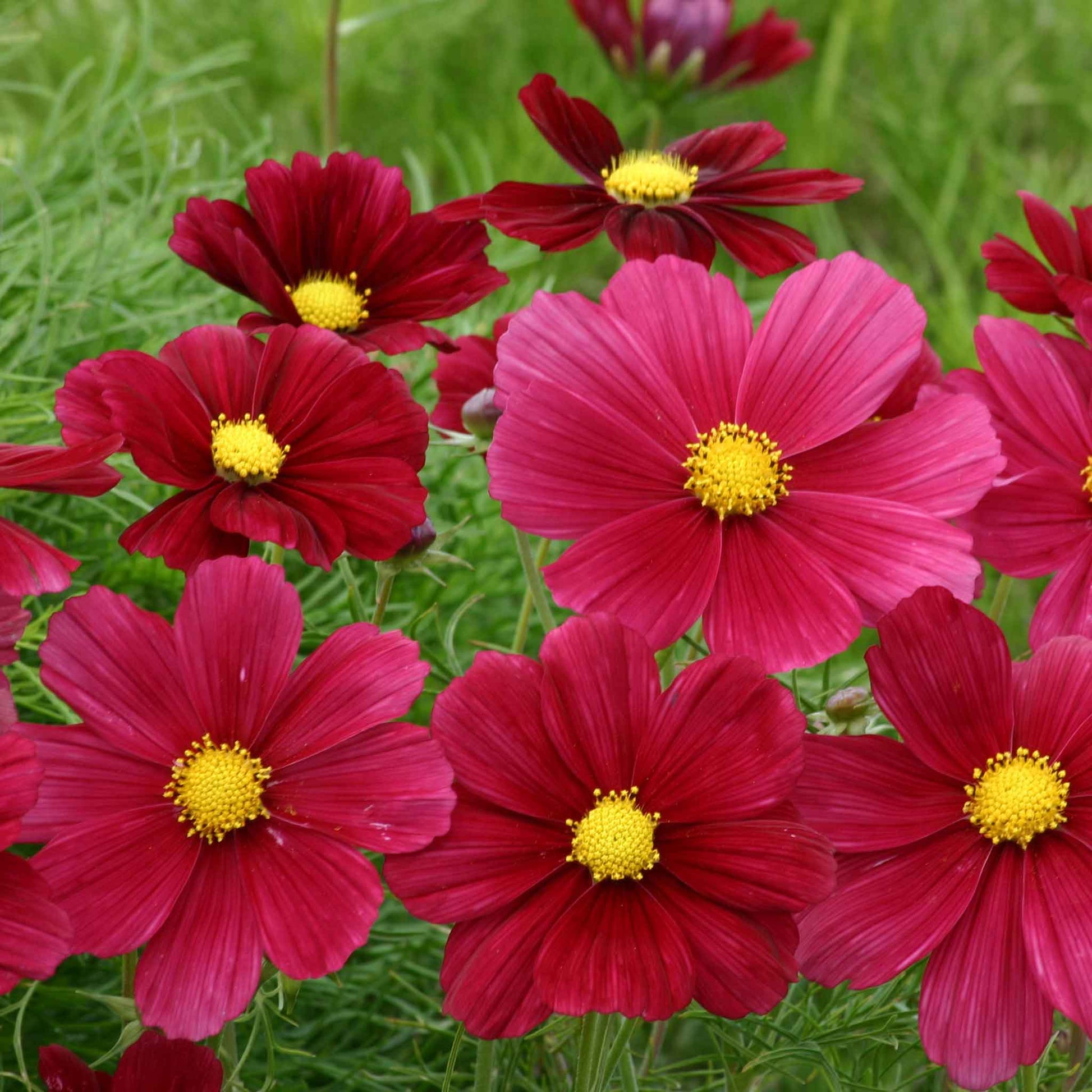 Dark red-purple cosmos rubinato flower against a blurred green background.