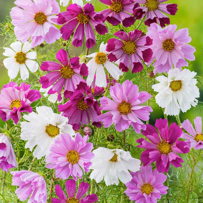 Pink and white cosmos seashells mix with rolled petals in a bright garden setting. | copyright: Floramedia UK Ltd