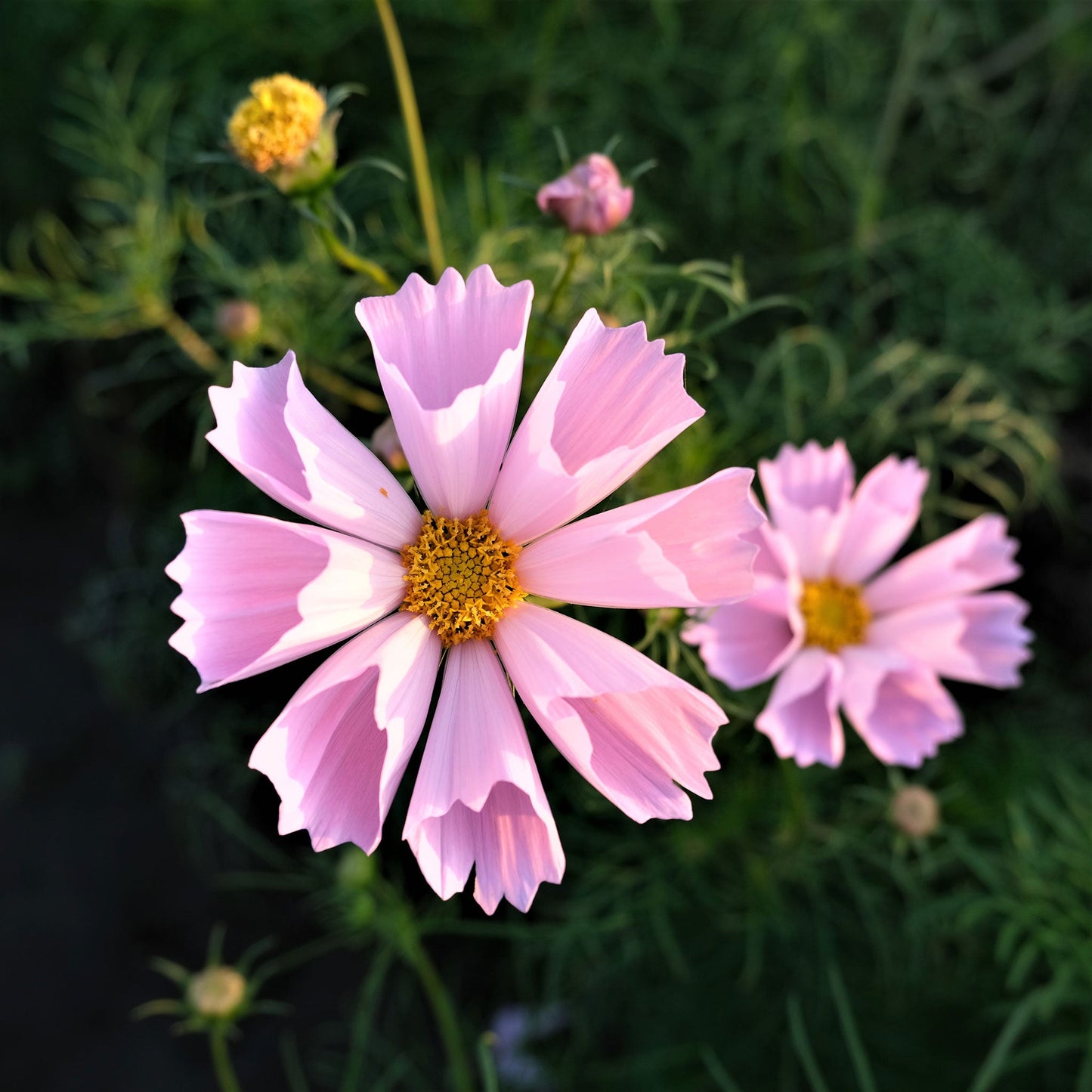 Pink cosmos seashells flowers with rolled petals against a blurred green background.