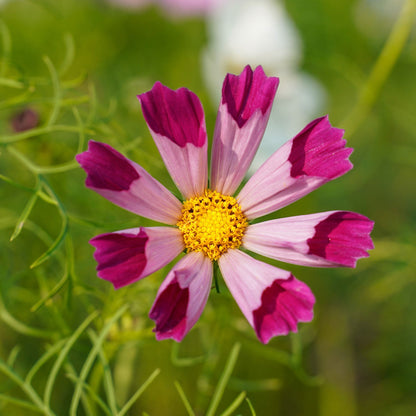 Pink cosmos seashells flowers with tubular petals against a blurred green background.