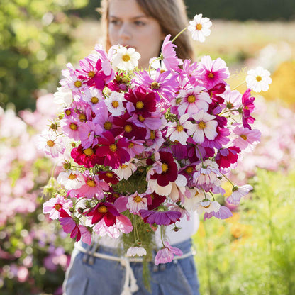 Pink cosmos sensation mix flowers held by a person in a bright open field.