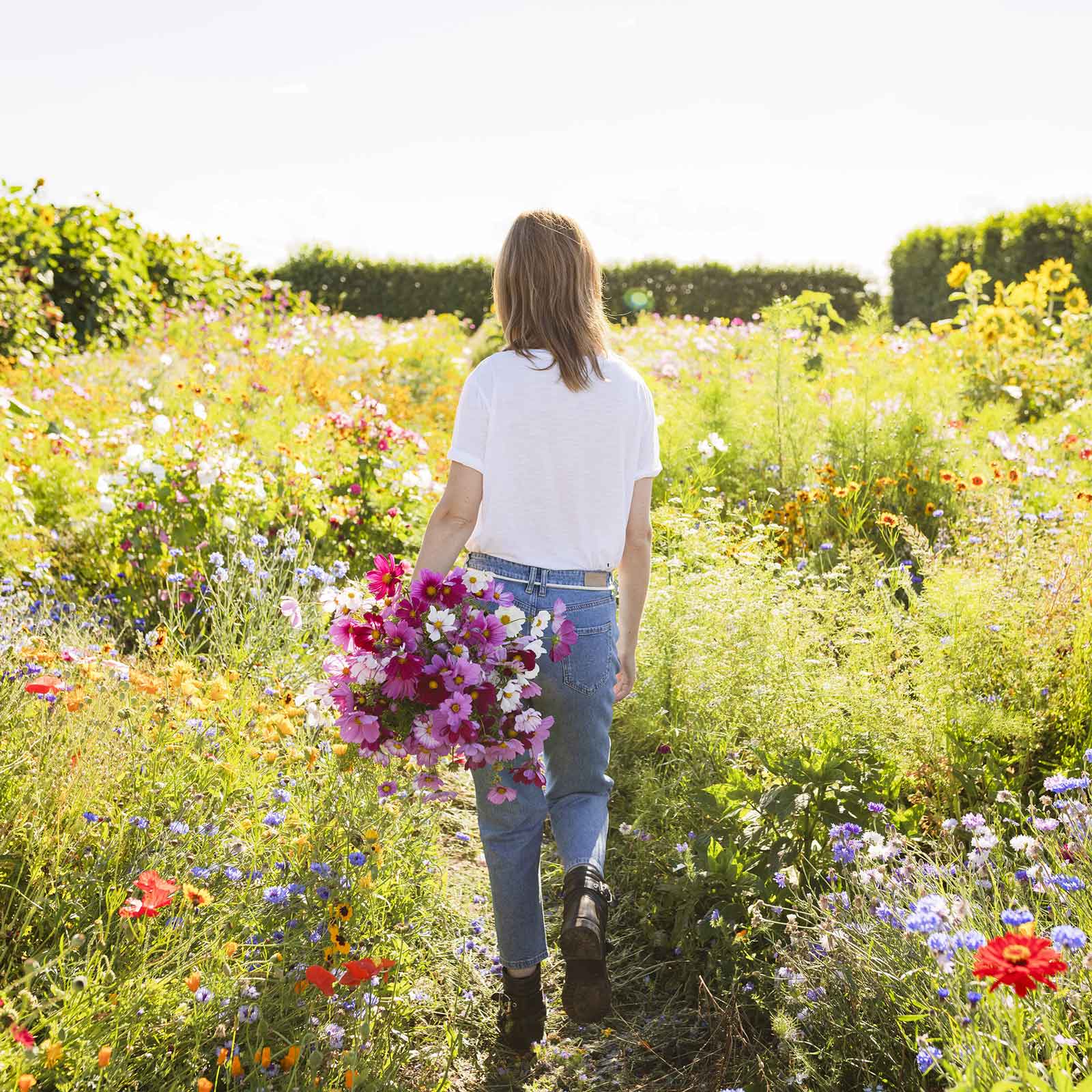 Pink cosmos sensation mix flowers blooming in a sunny open field setting.