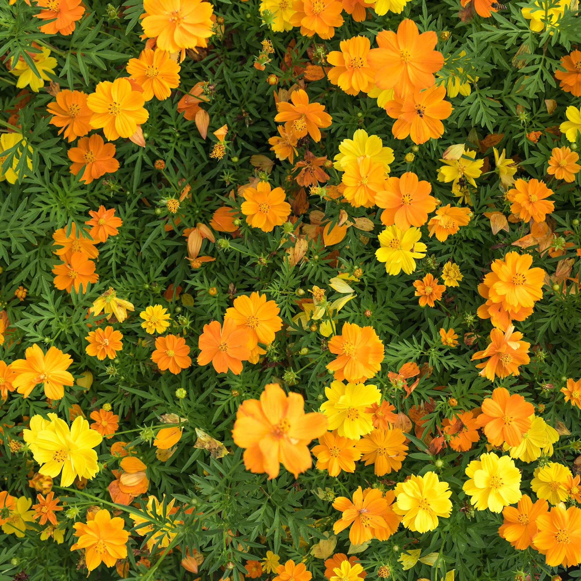 Yellow, orange, and red cosmos sulphur carpet mix flowers in a dense garden.