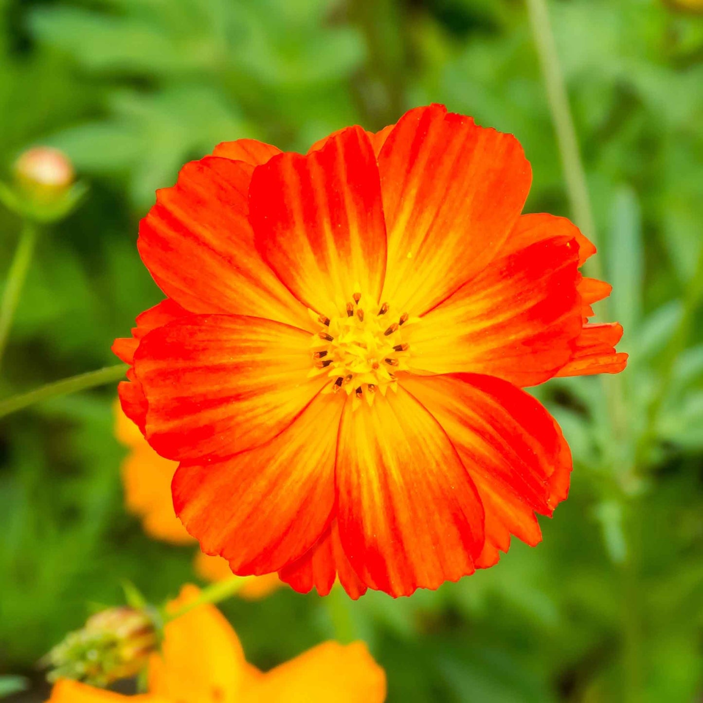 Deep red cosmos sulphur carpet mix flower against a blurred green background.