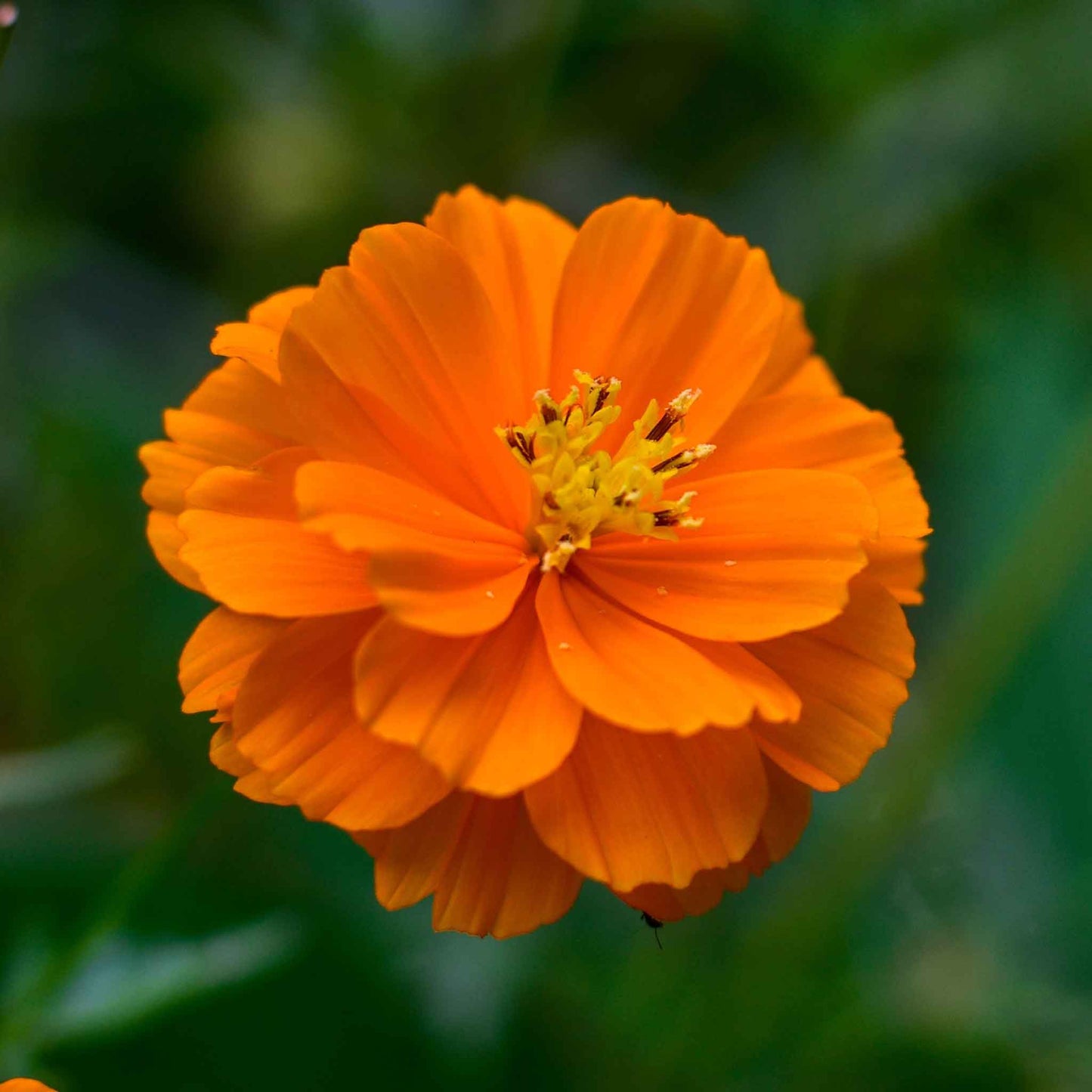 Orange cosmos sulphur carpet mix flowers against a blurred green background.