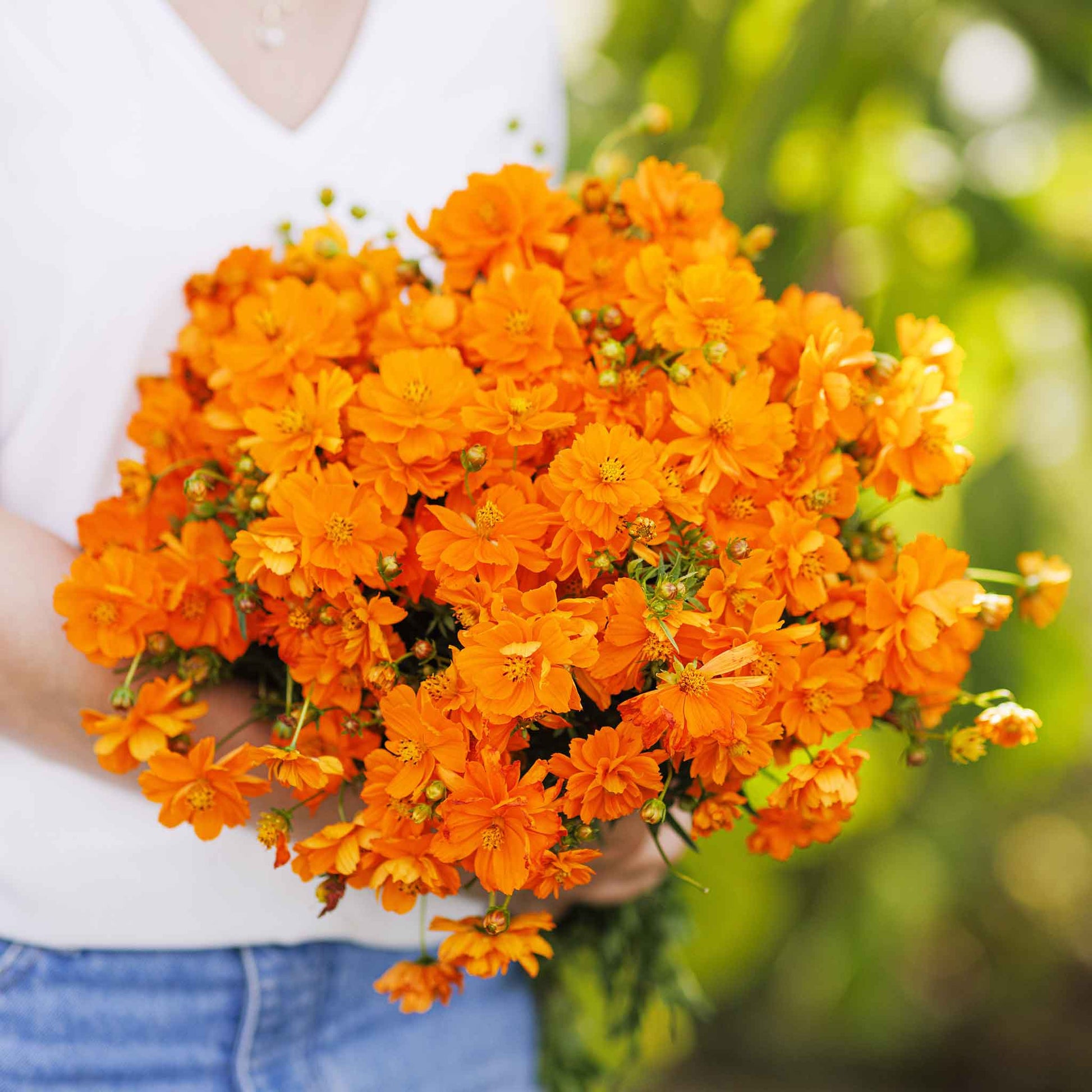 Bright orange cosmos crest orange flowers in a dense sunny garden setting.
