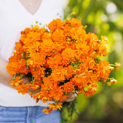 Bright orange cosmos crest orange flowers in a dense sunny garden setting.