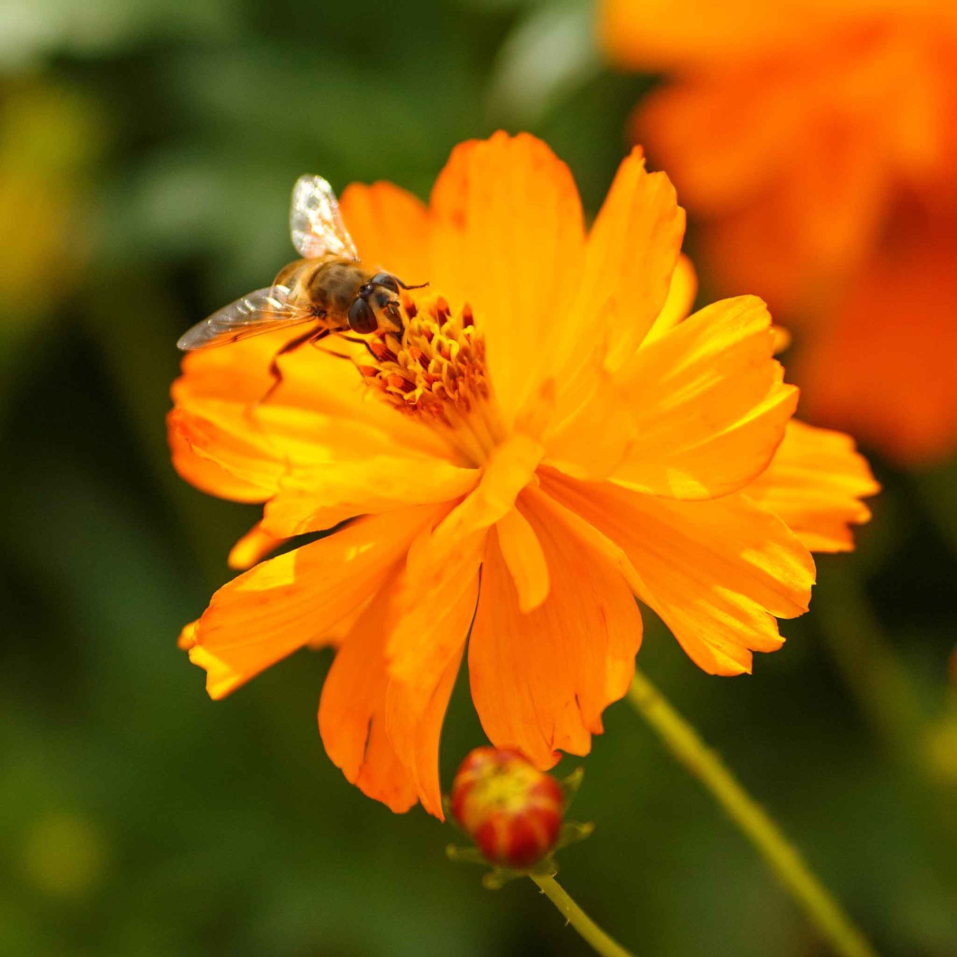 Orange cosmos crest orange flower with yellow center against a blurred green background.