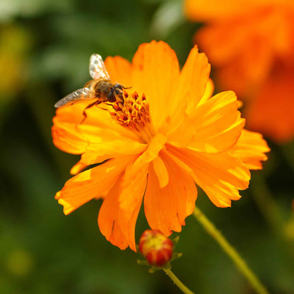 Orange cosmos crest orange flower with yellow center against a blurred green background.