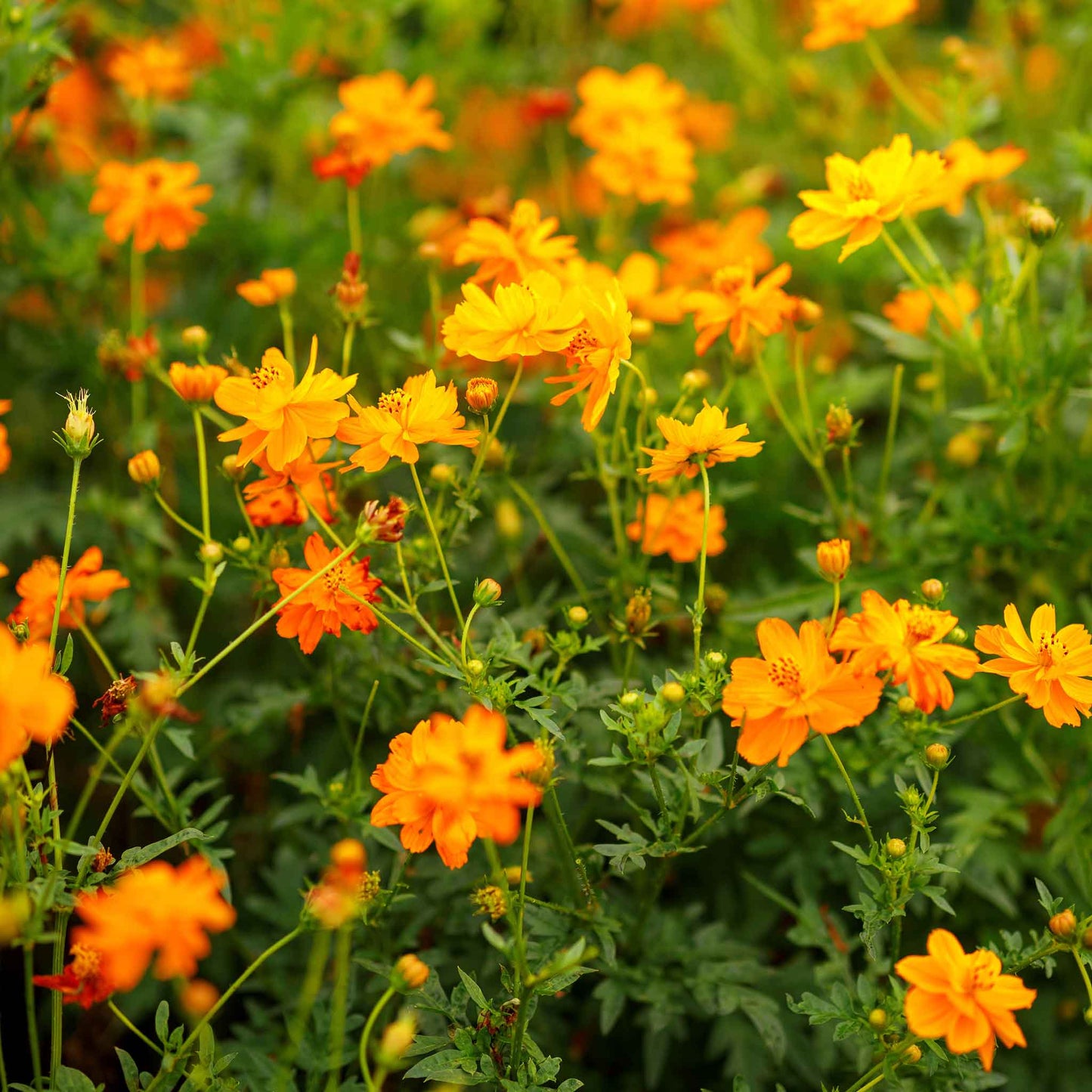 Orange cosmos crest orange flowers filling a bright sunny garden.