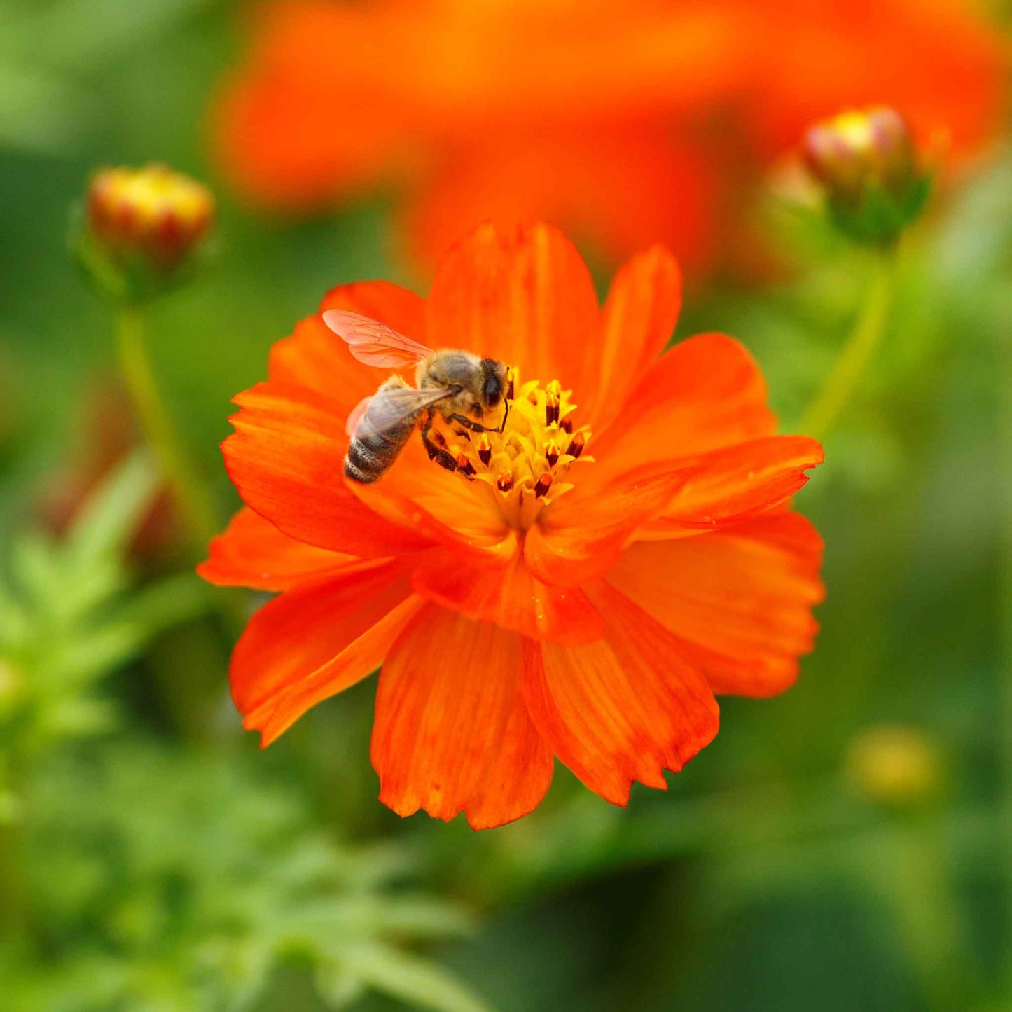 Red-orange cosmos crest red flower with bee against a blurred green background.