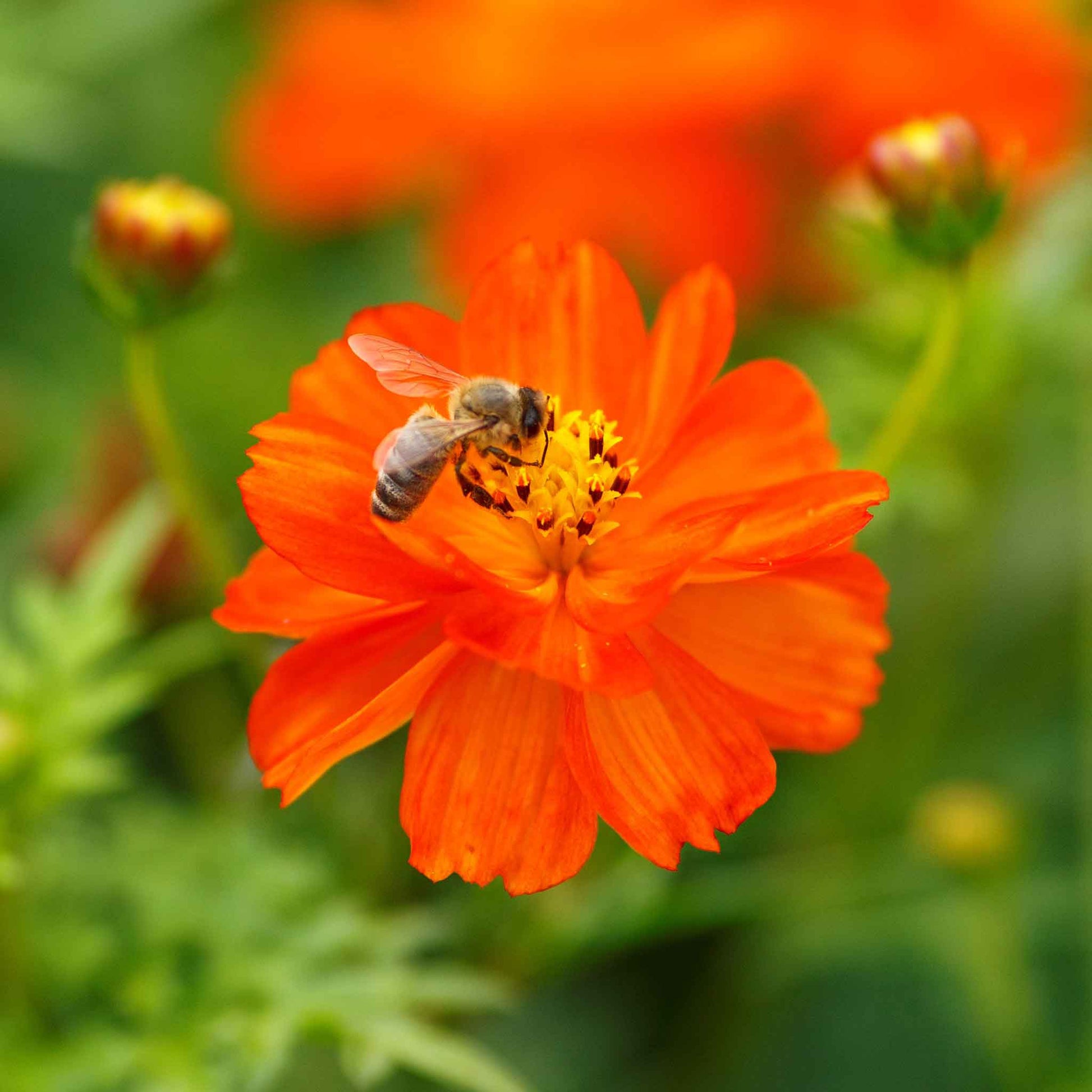 Red-orange cosmos crest red flower with bee against a blurred green background.