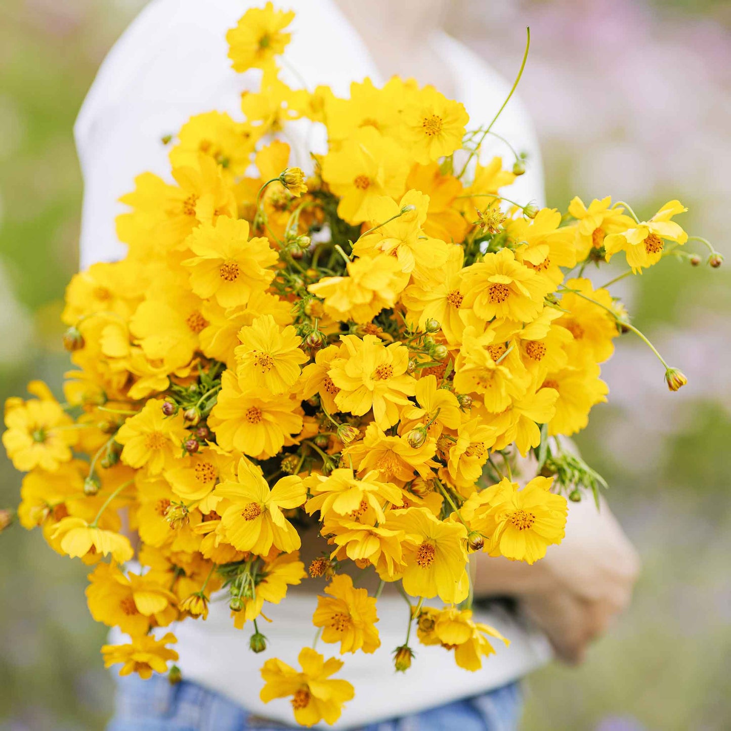 Gold yellow cosmos crest gold flowers with feathery green foliage in bright sunlight.