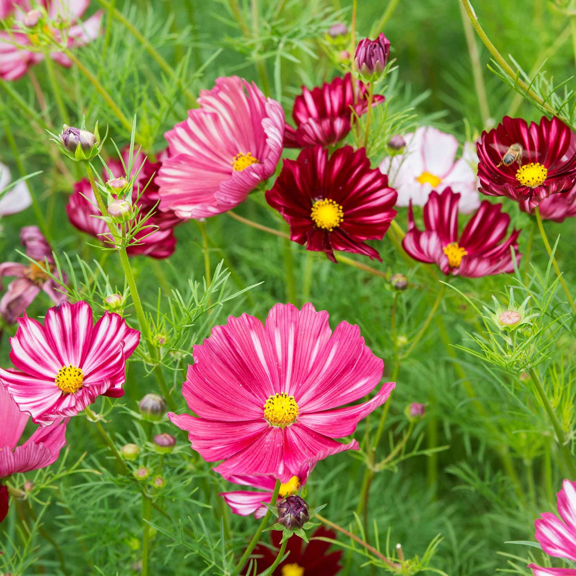 Deep red cosmos velouette flowers blooming in a colorful garden setting.