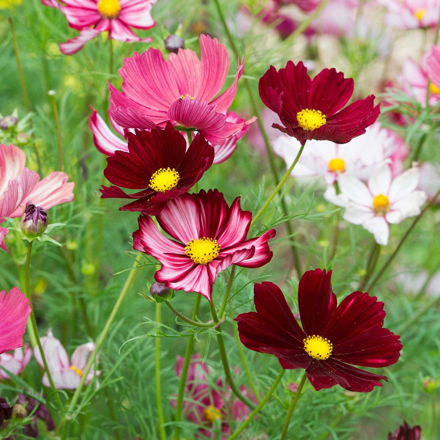 Deep wine-red cosmos velouette flowers with yellow centers in a green garden.