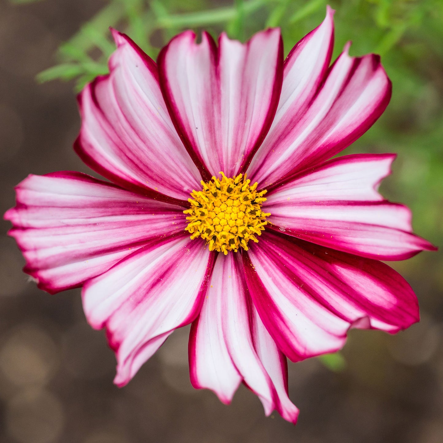 Deep red cosmos velouette flower with yellow center against a soft blurred background.