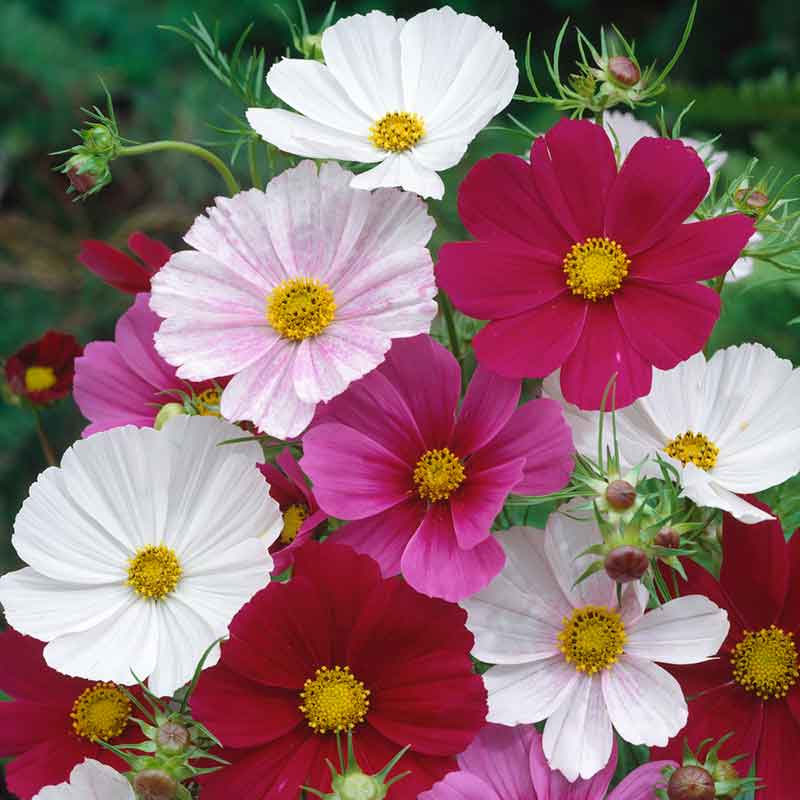 Red, white, and pink cosmos versailles tetra mix flowers in a bright garden setting. | copyright: Floramedia UK Ltd