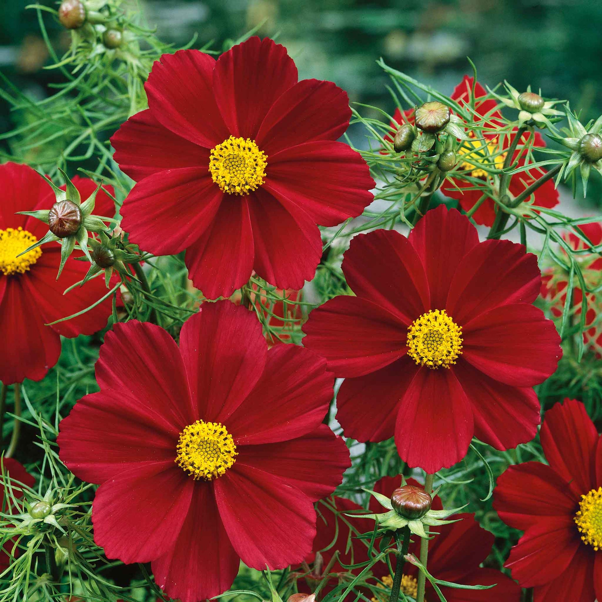Deep red cosmos versailles tetra red flowers growing in a bright green garden.