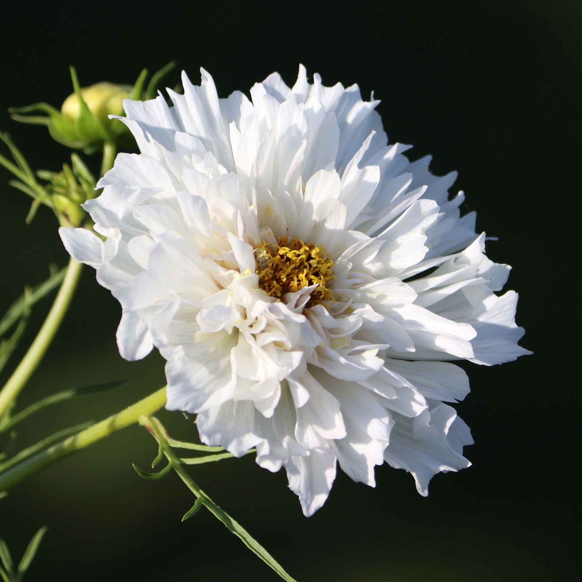 A close-up image of a double click white knight Cosmos flower with a blurred background.