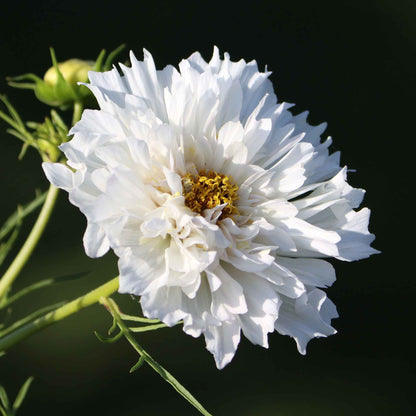 A close-up image of a double click white knight Cosmos flower with a blurred background.