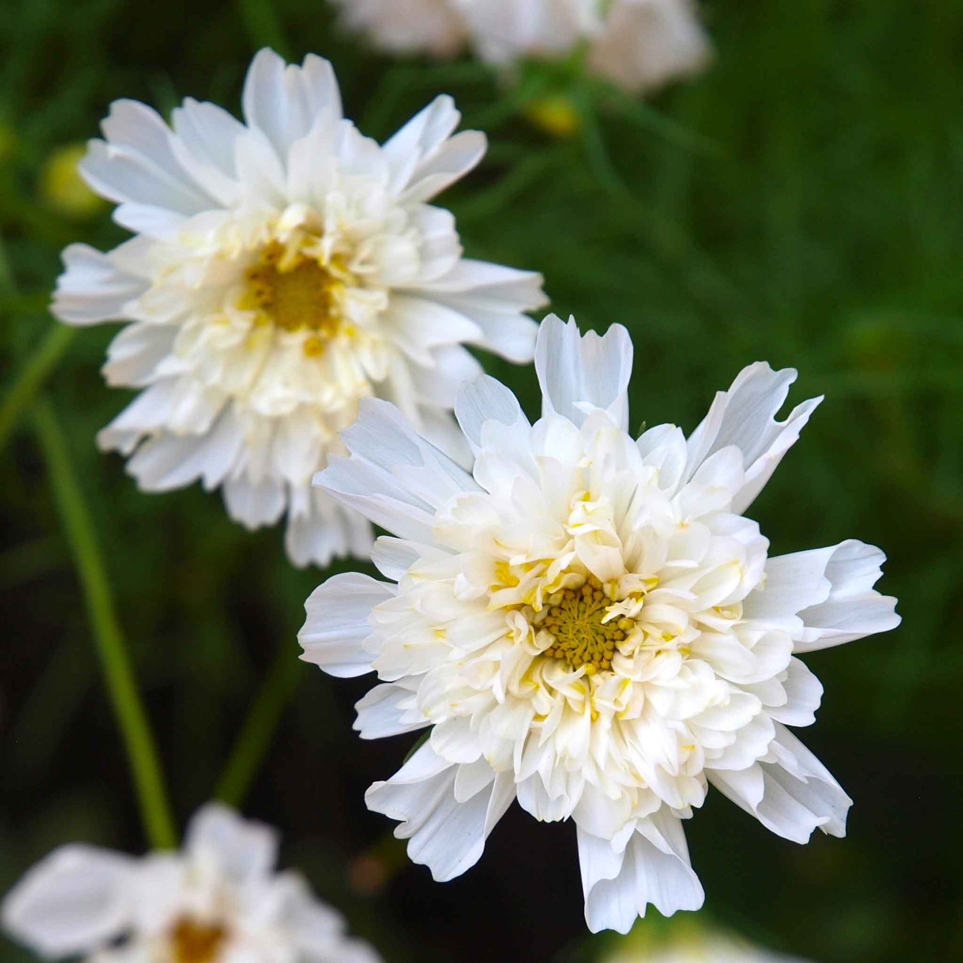 Close up of two Cosmos Double Click White Knight showing double blooms and yellow center