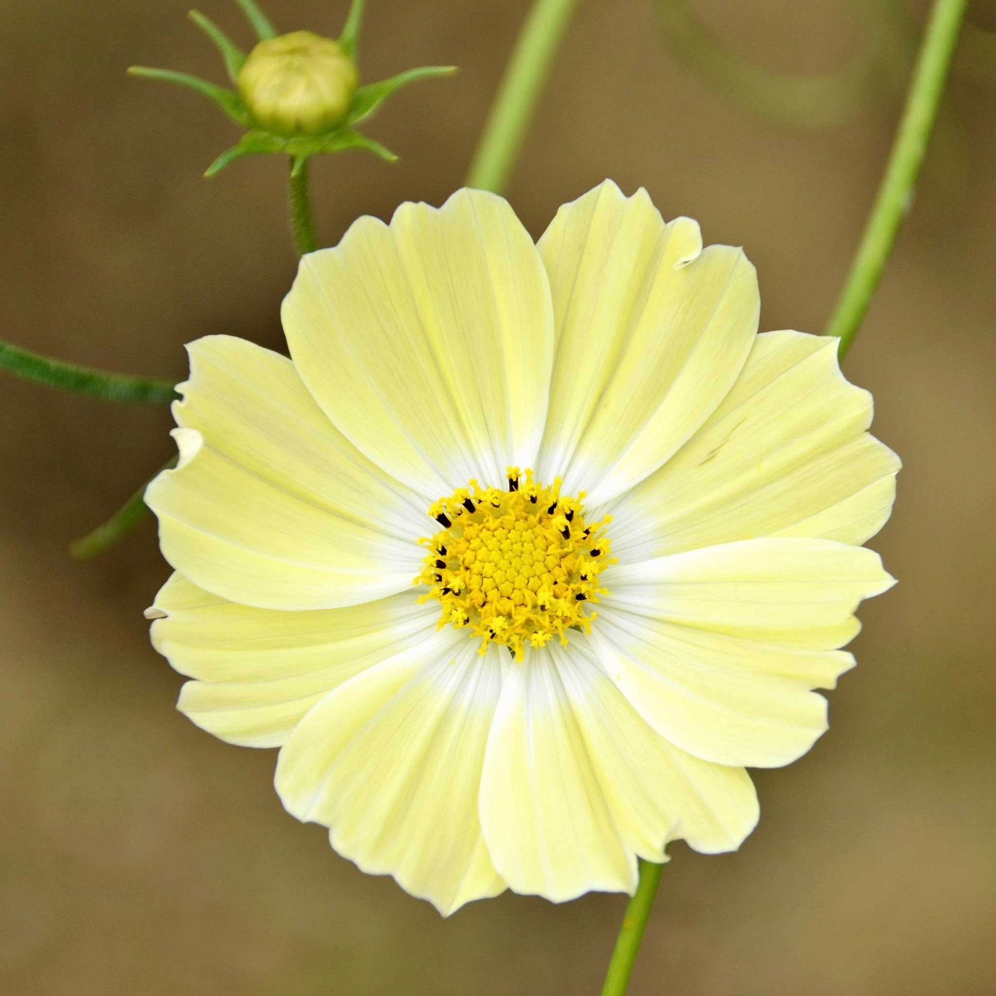 Pale yellow cosmos xanthos flower with yellow center against a plain light background.
